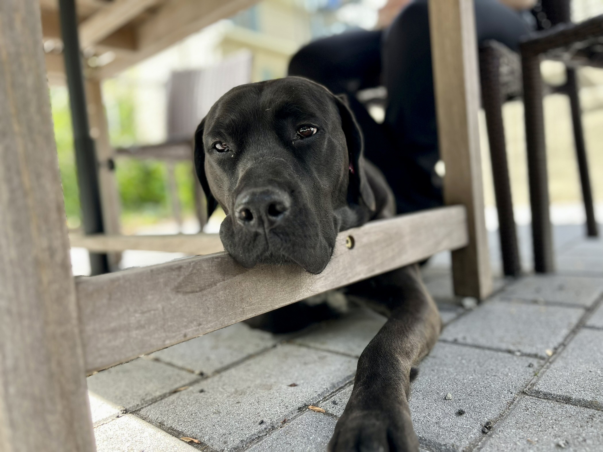 Lentil the Labrador